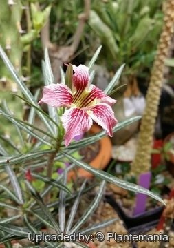 28792 plantemania © Plantemania