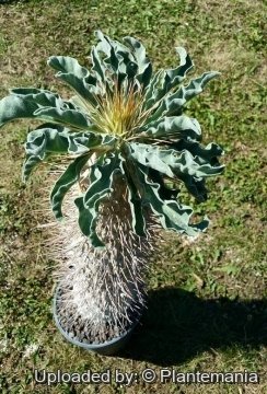 28736 plantemania © Plantemania