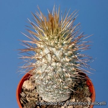 6728 valentino Valentino Vallicelli