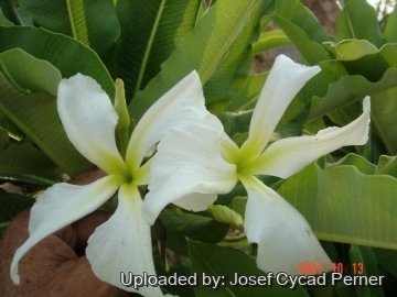 25015 josef Josef Cycad Perner
