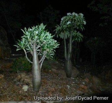 25448 josef Josef Cycad Perner
