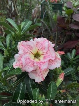 29614 plantemania © Plantemania