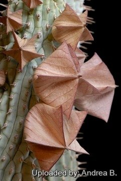 648 andrea Andrea B.