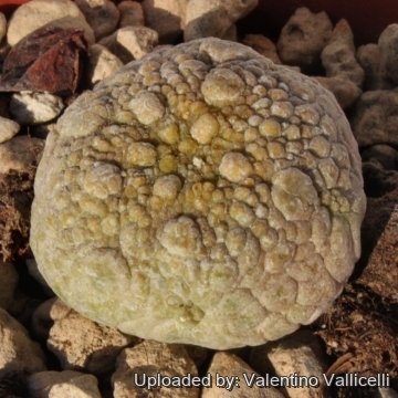 15304 valentino Valentino Vallicelli