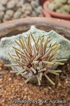 19653 agrawal K.k. Agrawal 