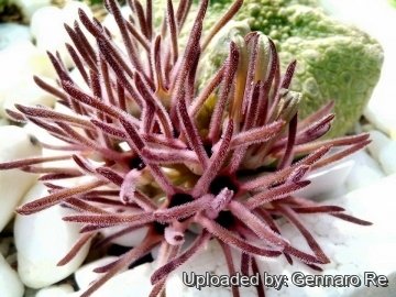 29839 gennaro Gennaro Re