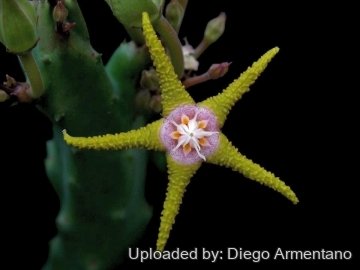 26471 diegoe Diego Armentano