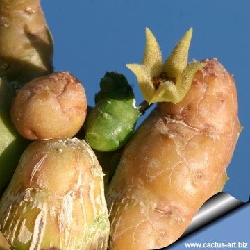 9393 cactus-art Cactus Art
