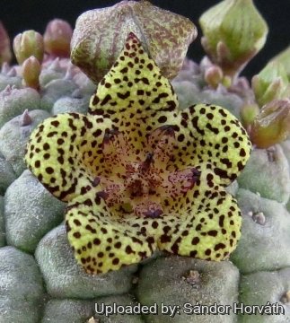 25868 kissanya Sándor Horváth