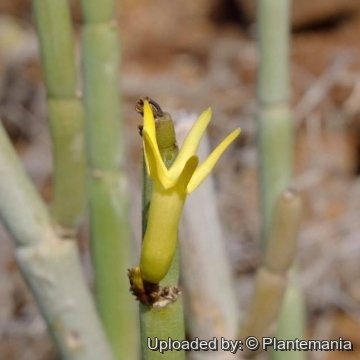 30335 plantemania © Plantemania