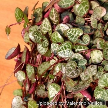 14923 valentino Valentino Vallicelli