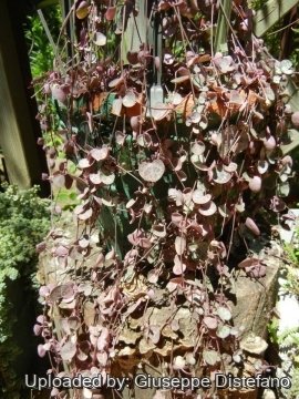 19105 giuseppe2 Giuseppe Distefano