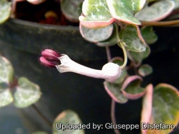 19025 giuseppe2 Giuseppe Distefano