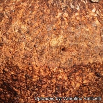 16361 valentino Valentino Vallicelli