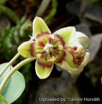 26004 kissanya Sándor Horváth