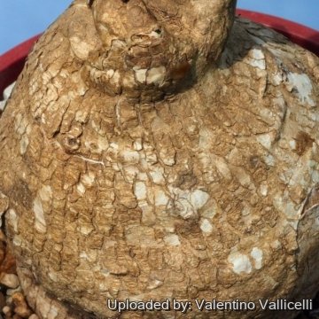 16373 valentino Valentino Vallicelli