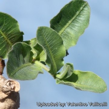 16374 valentino Valentino Vallicelli