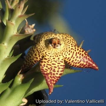 16758 valentino Valentino Vallicelli