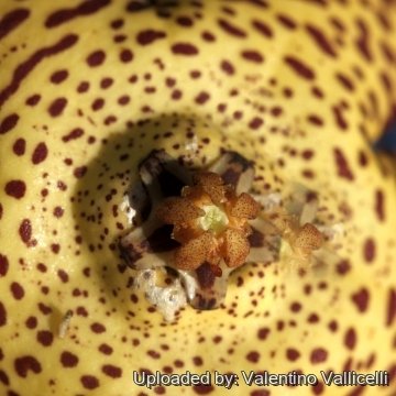 16759 valentino Valentino Vallicelli