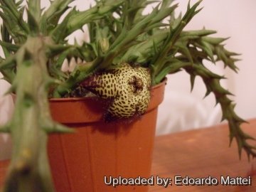 19389 edomat77 Edoardo Mattei