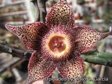 20043 julio Julio C. García 