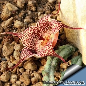 20047 cactus-art Cactus Art