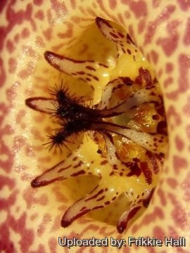 26790 frikkie Frikkie Hall