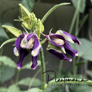 30535 plantemania © Plantemania