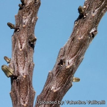 11215 valentino Valentino Vallicelli