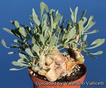 15214 valentino Valentino Vallicelli