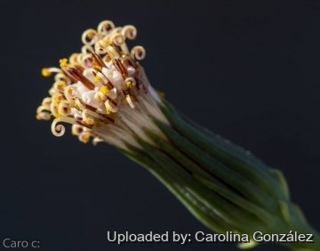 27532 carolina Carolina González