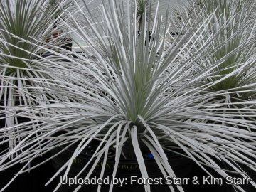 21265 star Forest Starr & Kim Starr