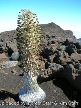 21257 star Forest Starr & Kim Starr