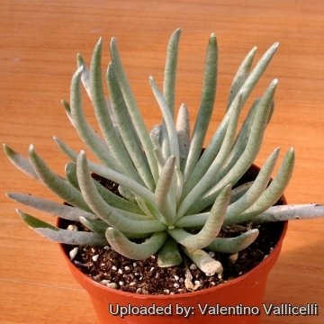 11012 valentino Valentino Vallicelli