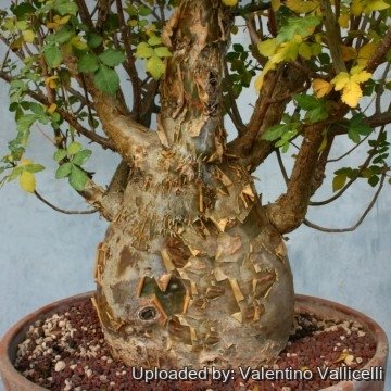 Bursera fagaroides
