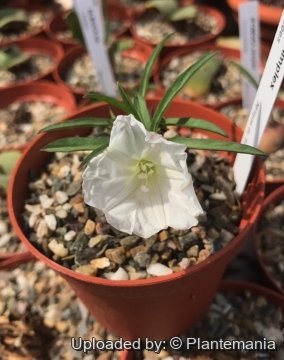 29866 plantemania © Plantemania