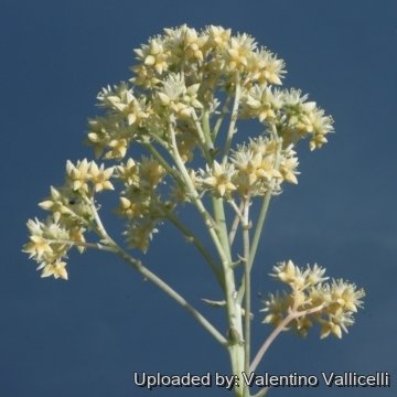 17782 valentino Valentino Vallicelli