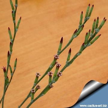 128 cactus-art Cactus Art