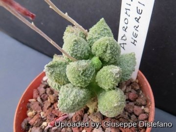 22111 giuseppe2 Giuseppe Distefano