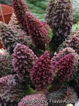 22483 flavio Flavio Agrosi