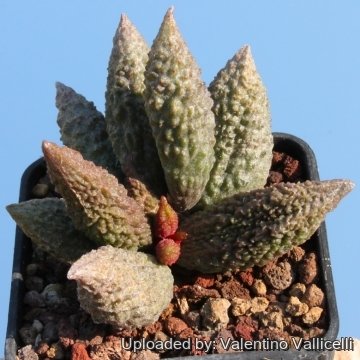 6491 valentino Valentino Vallicelli