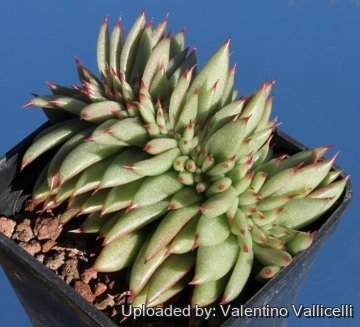 5219 valentino Valentino Vallicelli