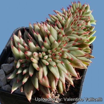 5220 valentino Valentino Vallicelli