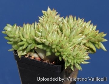 9072 valentino Valentino Vallicelli