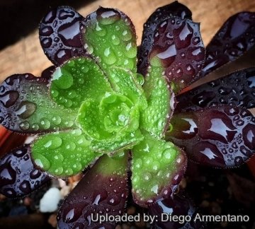 30594 diegoe Diego Armentano