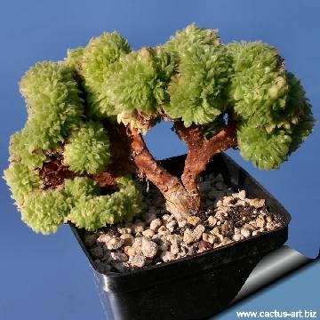 201 cactus-art Cactus Art