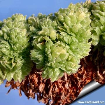 203 cactus-art Cactus Art