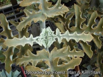 21338 star Forest Starr & Kim Starr
