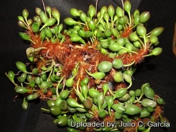 20156 julio Julio C. García