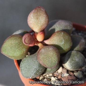 18792 valentino Valentino Vallicelli